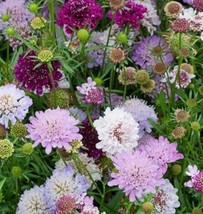 Pincushion Flower 35 Fresh Seeds Free Shipping Scabioas Atropurea - $6.17 CAD