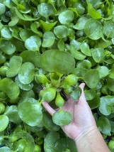 (10) LARGE Water Hyacinth Koi Pond Floating Plants Rid Algae Bio Filter Jumbo 5” - $47.50