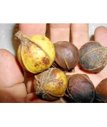 Best 10 PIGNUT HICKORY NUTS Carya glabra - £9.03 GBP