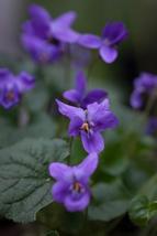 30 Seeds Queen Charlotte Viola Flower Long Lasting Annual - £13.05 GBP