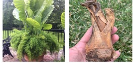 1 Elephant Ear Upright Alocasia Odora Tropical Giant Leaf - $34.99