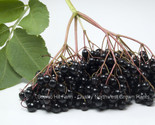 2 Varieties Elderberry Plants- 2 Plants Intensely Flavored Fruit- 2 Yr O... - $37.57