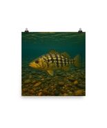 Calico Bass Poster 16x16 | Underwater Fish Wall Art | Fishing Cabin Lake... - $19.00