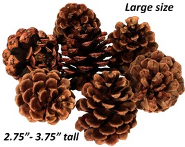 Lot of 100 Oregon Ponderosa Pine Cones Organic Natural Large size 2.75&quot; ... - $53.33