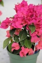 VERA LYNN Bougainvillea starter/plug plant Well Rooted Gardening Outdoor Living - £36.63 GBP