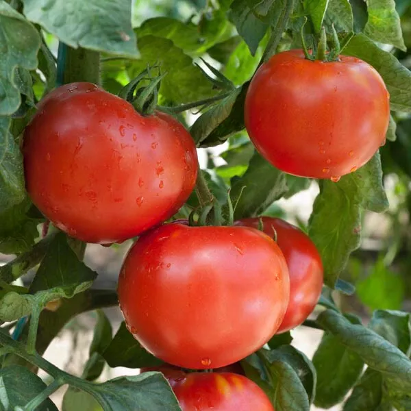 50 Seeds Defiant Phr Tomato Juicy Tomatoe Vegetable Garden New Fresh Seeds USA - £5.89 GBP