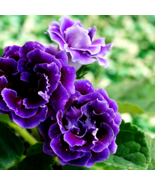 Imported Gloxinia Plant Perennial Sinningia Gloxinia Home Garden 200 PCS... - €7,76 EUR