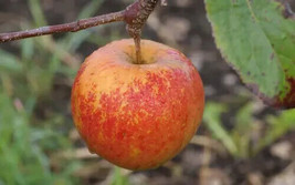 VP Christmas Pippin Apple for Garden Planting USA 25+ Seeds - $8.22