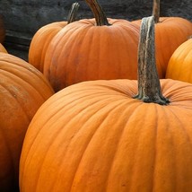 Pumpkin Big Max Organic Seeds Fresh Seeds USA Seller - £7.87 GBP