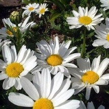 TH 50+ Chrysanthemum Shasta Daisy Perennial Flower Seeds/Deer Waterproof/Gift - £12.24 GBP