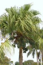 Livistona chinensis @J@ exotic rare chinese fan palm tree  palms  seed 50 seeds - £7.98 GBP