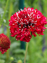 50 Seeds Scabiosa Atropurpurea, Red Flower Seeds - £3.90 GBP