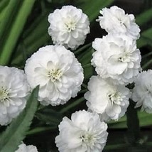 USA SELLER New 150 Pearl Yarrow White Double Achillea Ptarmica Herb Flow... - $14.90