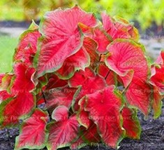 PWO Fresh 100 Caladium Bonsai Plants Assorted Colors Perennial Flowers Potted Pl - $8.64