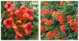CAMPSIS &#39;MME GALEN&#39; - Trumpet Creeper - Starter Plant - Approx 4-6 Inch - $49.99