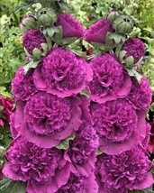PowerOn 30+ Violet Giant Danish Double Hollyhock Flower Seeds / Perennial - $7.34