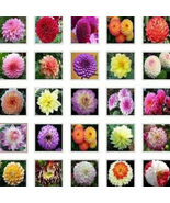 US-Seller Rare Beautiful Perennial Dahlia Flowers Seeds 20PCS Mix Color. - $7.91 CAD