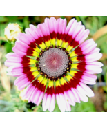 SD 2000 Painted Daisy Tricolor Spring Mix Seeds Gigantic Flowers Garden ... - $9.50