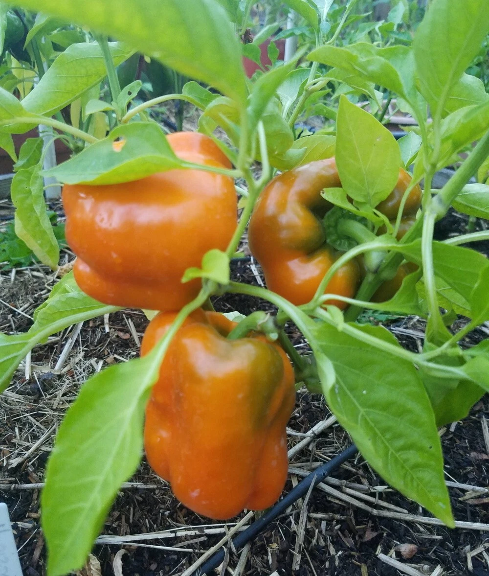 Exotic 30 Organic Orange Sun Sweet Bell Pepper Seeds Fresh Garden - $3.79