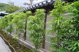 Bambusa “Lady Finger” Clumping Non-Invasive Bamboo Plant - Large 1 Gallon Size - £51.95 GBP