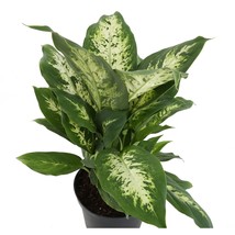 Dieffenbachia Variegated Green White Live Healthy Houseplant, 17&quot; White Decor Po - £32.12 GBP