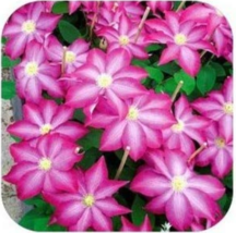 Clematis Potted Clematis Garden Flowers no The Clematis Bulbs 50 /Bag Ho... - £5.52 GBP