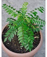 50 seeds Ceylon Curry Leaf Plant Seeds Murraya Koenigii - $18.00