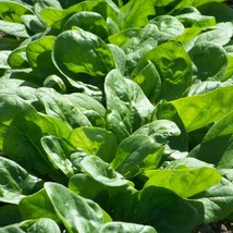 Bloomsdale Spinach Seeds Green Vegetable Plant Malabar Leaf Kale Lettuce Cabbage - £6.22 GBP