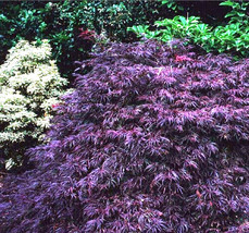 15 Garnet Japanese Maple Seeds Acer Palmatum Var. Dissectum Garnet Ships From US - $12.80