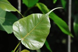 Semilir 30 Seeds Ficus Tree (Bodhi Tree/ Sacred Fig/ Bo Tree/ Pipal) Ficus Relig - £7.35 GBP