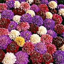 USA SELLER 30 Cut Bright Mix Pincushion Scabiosa Perennial Flower Seeds - £15.44 GBP