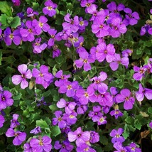 50 Aubrieta Bright Purple Rock Cress Seeds Flower Perennial Deer Resistant - £14.35 GBP
