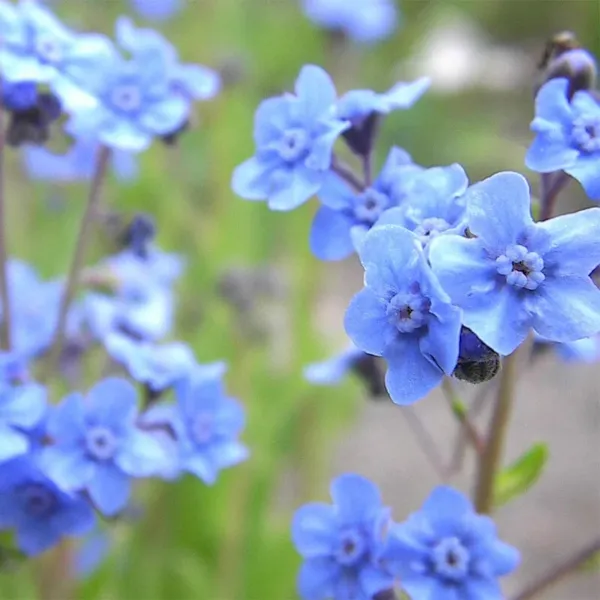 Blue Chinese Forget Me Not Hounds Tongue Flower 200 Seeds Fresh Garden - £8.63 GBP