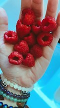 50 Strawberry Seeds Homegrown Edible Fruit Organic Sweet Nongmo Berry Fr... - £7.05 GBP