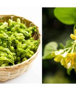 SEPTH Telosma Cordata Seed Cowslip Creeper Seed - $17.96