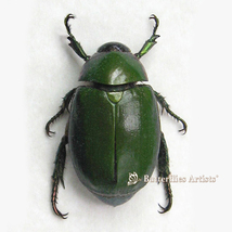 Scarab Jewel Green Anomala Real Beetle Entomology Collectible Framed Sha... - $58.00