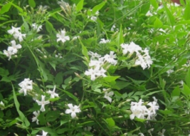 1 Pc Rooted Plant 6” Tall Jasmine Officinale Poet&#39;s Fragrant Flower Plants | RK - £28.53 GBP