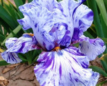 Bearded Iris Flower Purple White Garden Plants 25 Seeds - Ts - £4.70 GBP