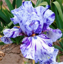 Bearded Iris Flower Purple White Garden Plants 25 Seeds - Ts - £4.78 GBP