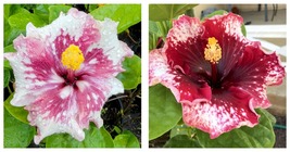 PURPLE MAGIC HIBISCUS WELL ROOTED STARTER LIVE PLANT 3 TO 5 INCHES TALL - £23.11 GBP