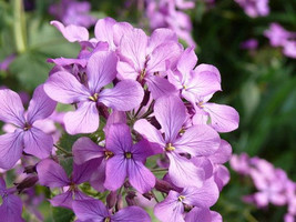 1000 Evening Scented Stock Flower Seeds Fragrant Matthiola Longipetala - $7.99