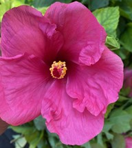 Starter Live Plant 2 To 5 Inches Tall - Exotic Fuchsia~Magenta Hibiscus~ Garden - £25.27 GBP