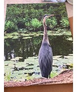 Heron 11x14 canvas-taken at Birch Grove Park Northfield NJ - $178.49 CAD