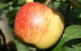 25 James Grieve Apple Seeds For Garden Planting    From US - $10.48