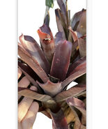 Exotic LANDSCAPE 2 pups  Bromeliad red purple colorful -unbranded- - $23.37