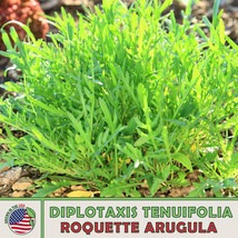 500 Roquette Arugula Seeds Host Plant For Southern Great White Butterfly Fresh S - £4.82 GBP