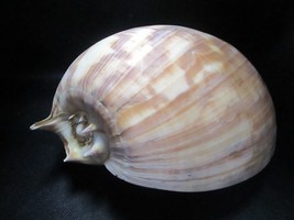 Australian giant baler snail Melo amphora 10 x 7 - $143.55