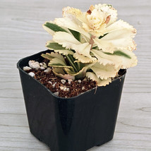 Succulent Plant - Sedum Takesimense : Atlantis Stonecrop - Live Plant In... - $124.22 MXN