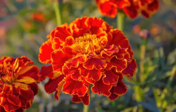 400 Red Cherry Marigold French Red &amp; Yellow 2 Tone Tagetes Patula Flower... - £6.25 GBP