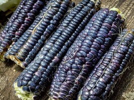 Corn Japanese Black Sticky, 75 Seeds R - £14.35 GBP